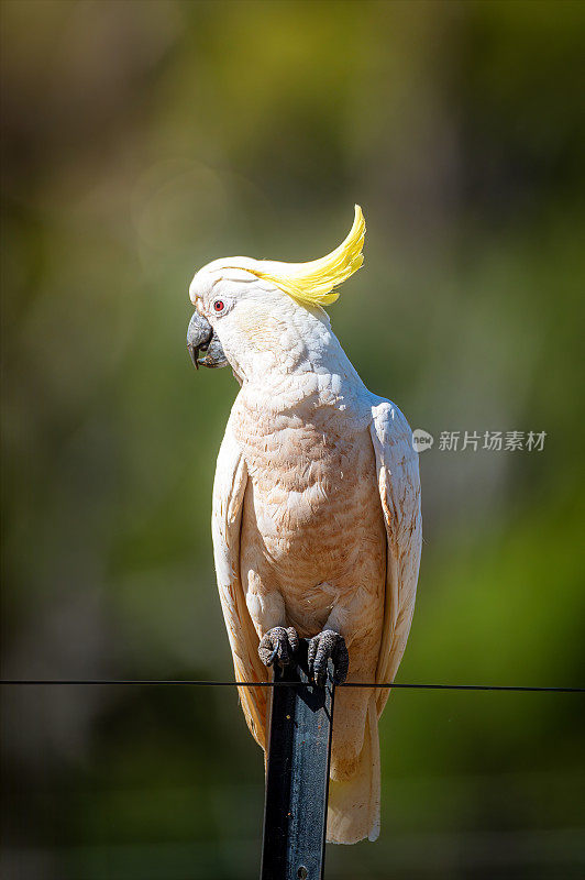 硫磺凤头鹦鹉(Cacatua galerita)